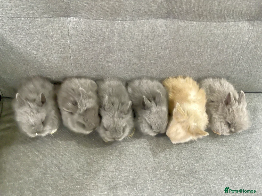 Lionhead rabbits for sale: Adorable Lionhead Bunnies - Advert 2