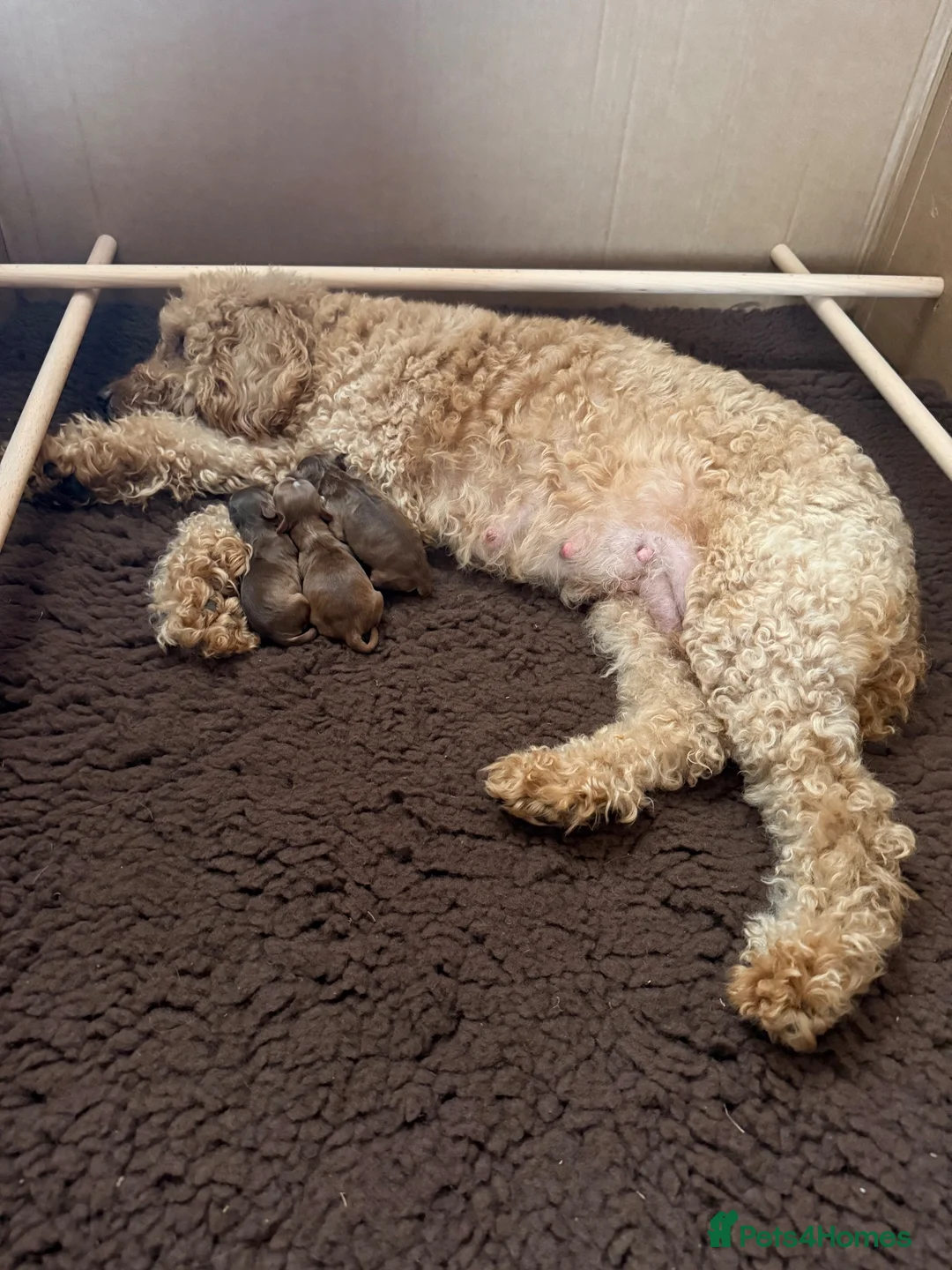 Cockapoo dogs for sale: Cockerpoo male  - Advert 2