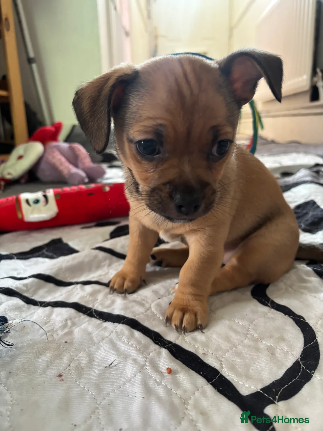 Mixed Breed dogs for sale: 2 Beautiful girls  - Advert 2