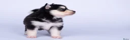 Pomsky dogs for sale: 5 girls and 3 boys are searching for 5 star homes - Advert 17