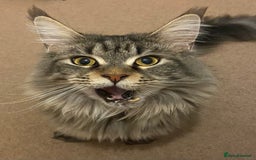 Maine Coon cats for sale: Beautiful ex-queen maine coon for sale  - Image 6