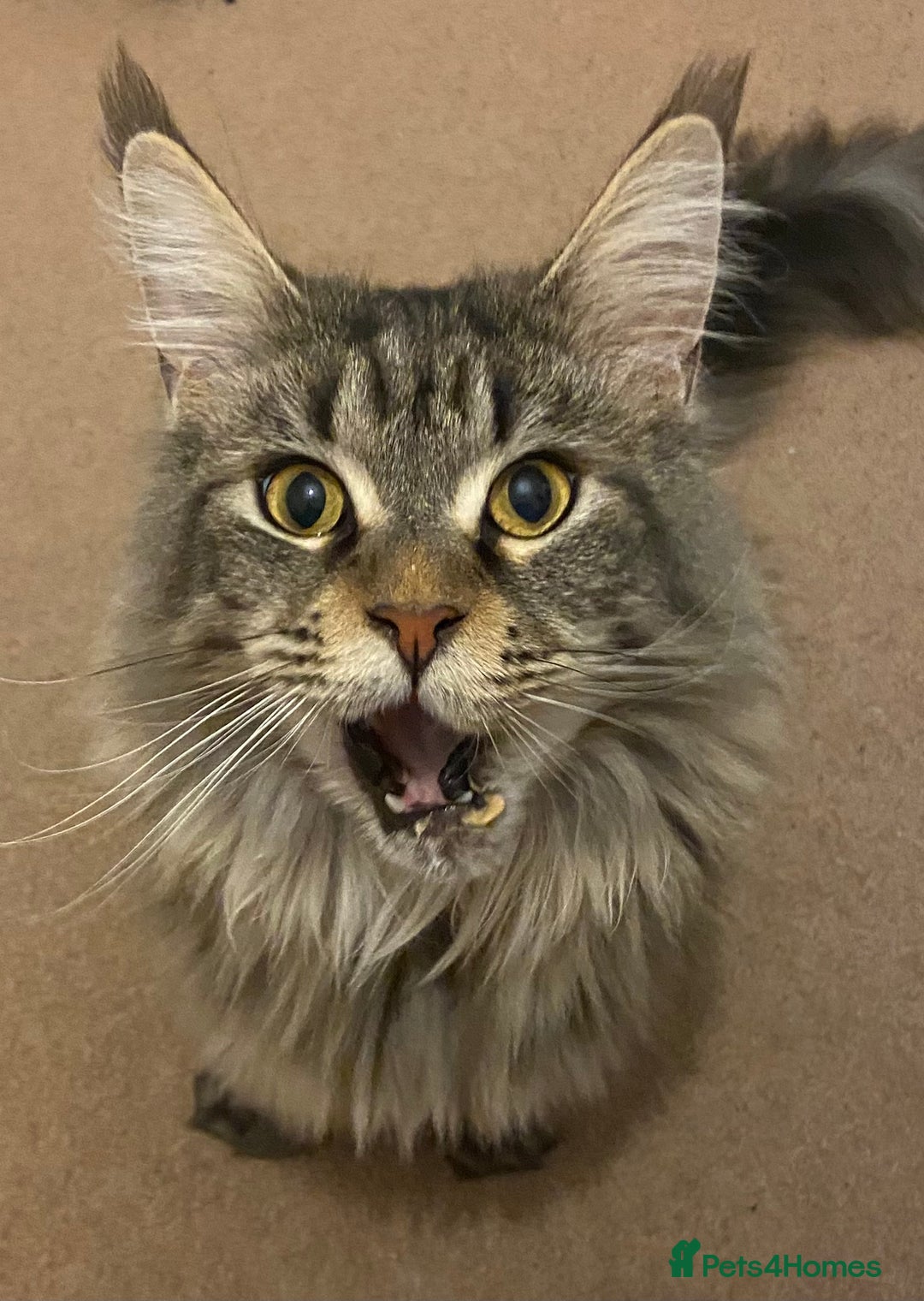 Maine Coon cats for sale: Beautiful ex-queen maine coon for sale  - Image 6