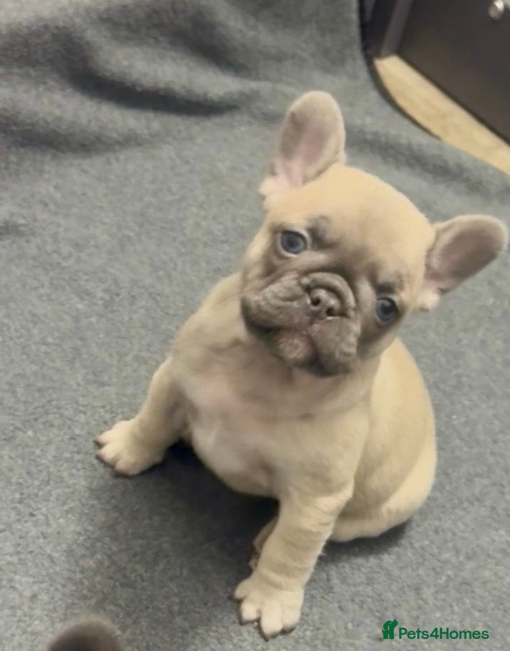 French Bulldog dogs Last of litter lilac fawn 🩷 French Bulldog puppy  - Advert 3