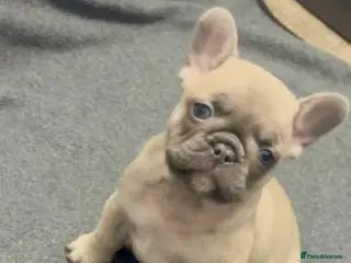 French Bulldog dogs Last of litter lilac fawn 🩷 French Bulldog puppy - Advert 3