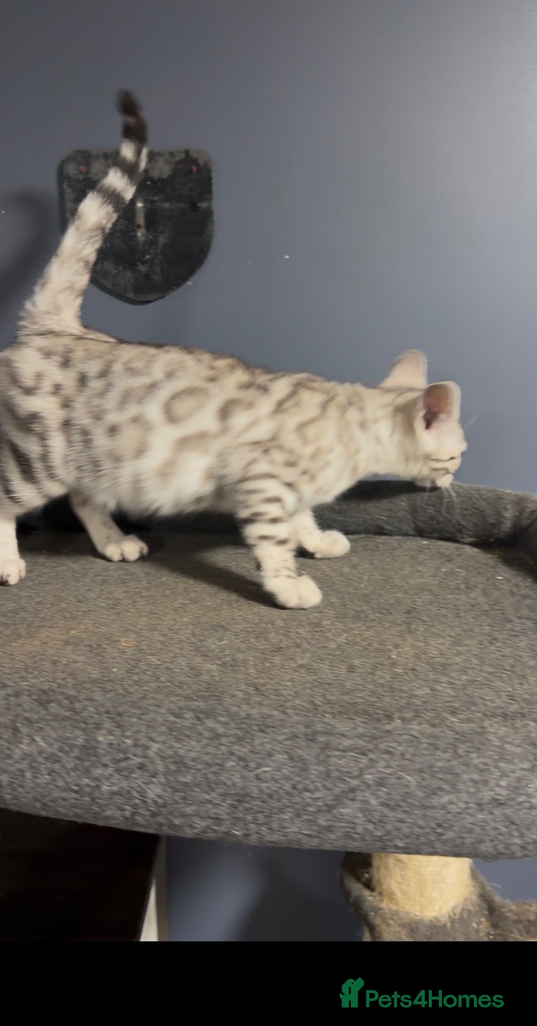 Bengal cats Bengal kittens  - Advert 1