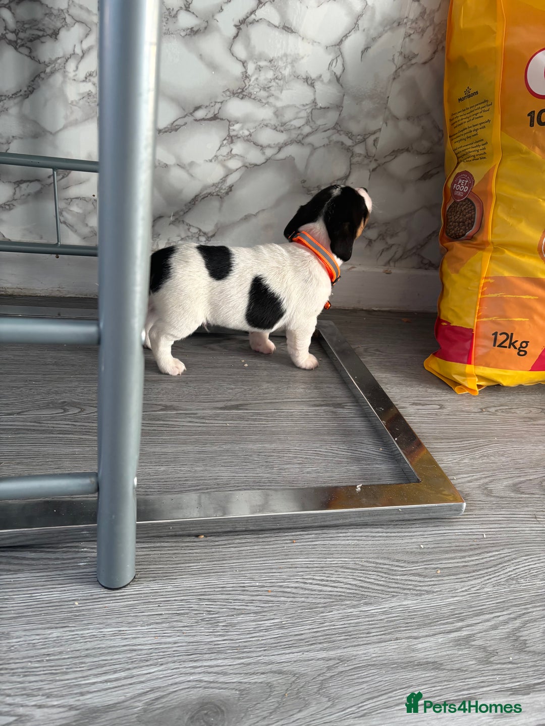 Jack Russell dogs for sale: 5 traditional Jack Russell puppys  - Advert 10