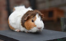 Guinea Pig rodents for sale: 9 Month Old Male Guinea Pigs Looking For Homes in Wigan - Image 16