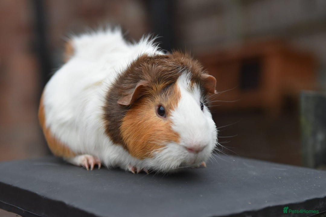 Guinea Pig rodents for sale: 9 Month Old Male Guinea Pigs Looking For Homes in Wigan - Image 16