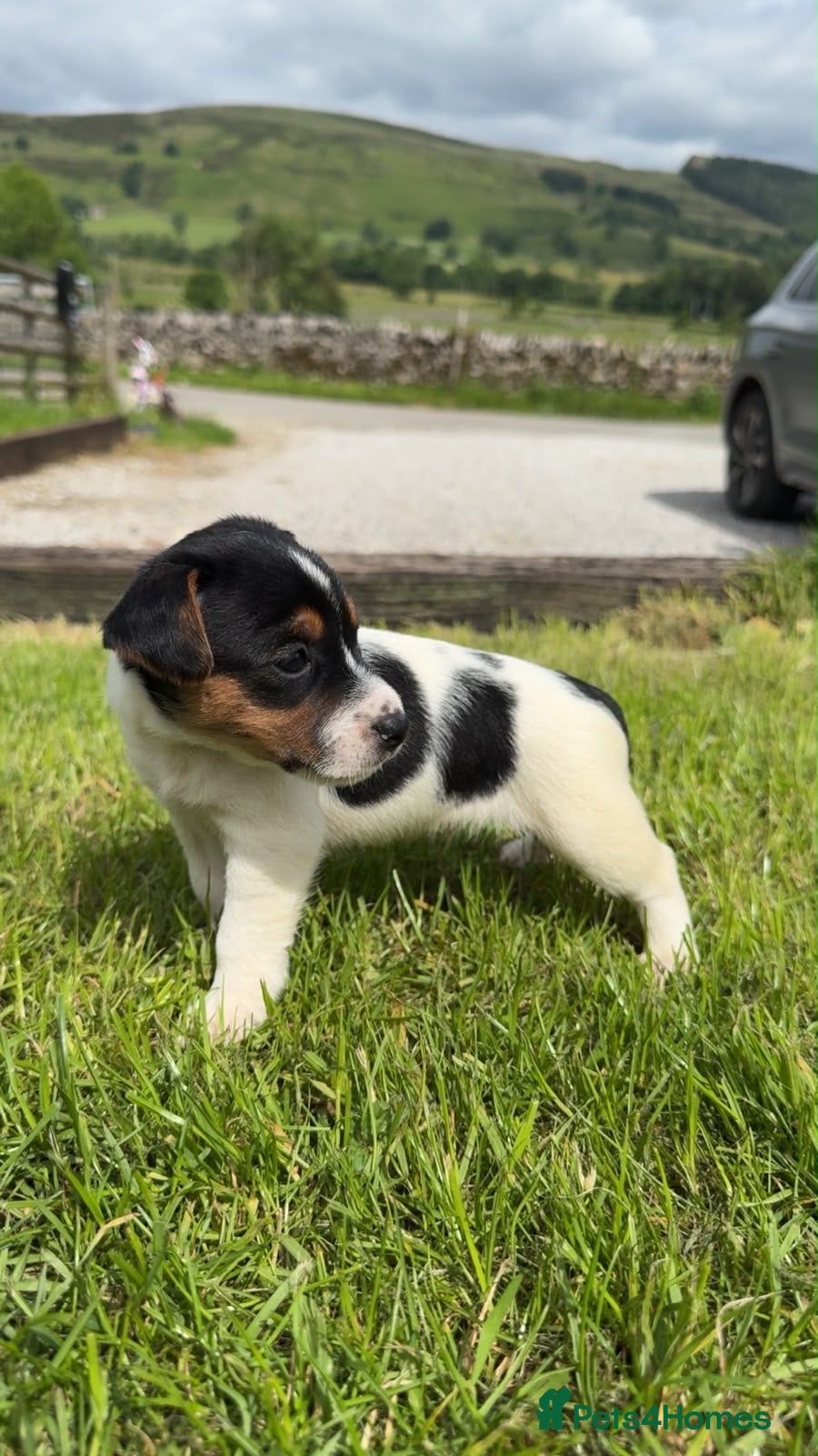 Jack Russell dogs 2x Jack Russell Boys looking for their homes - Advert 3