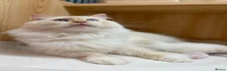 Ragdoll cats for sale: TICA Flame Ragdoll Boy - Purr Machine! in Liverpool - Advert 11