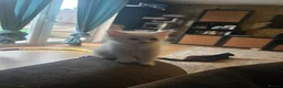 Maine Coon cats for sale: 3 mainceoon ragdoll boys, including 1 poly - Advert 8