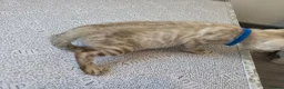 Bengal cats for sale: Snow bengal tica active - Advert 29