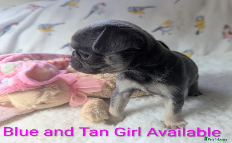 Pug dogs - Advert 4
