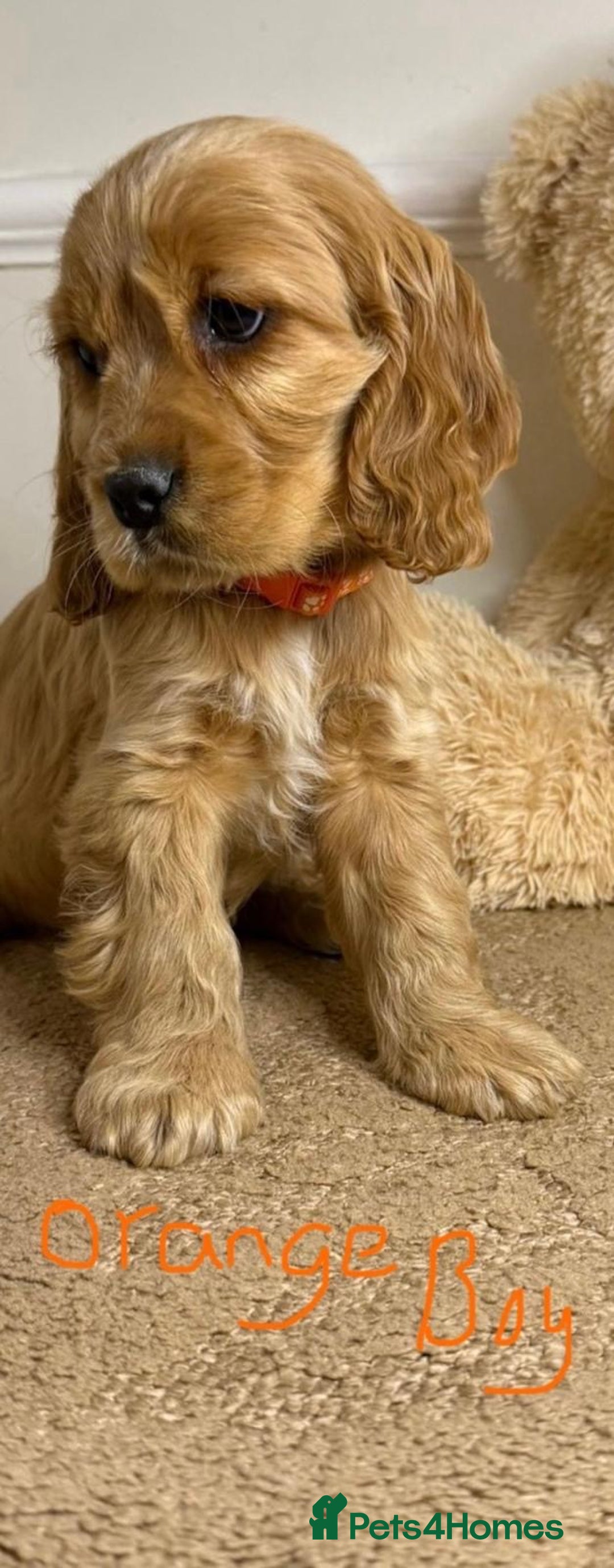 Cavapoo dogs for sale: F2 Cavapoo puppies 🐶 - Advert 6