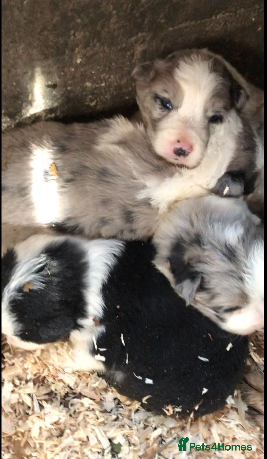 Border Collie dogs for sale: Border Collie (Long haired Blue merle) - Advert 10