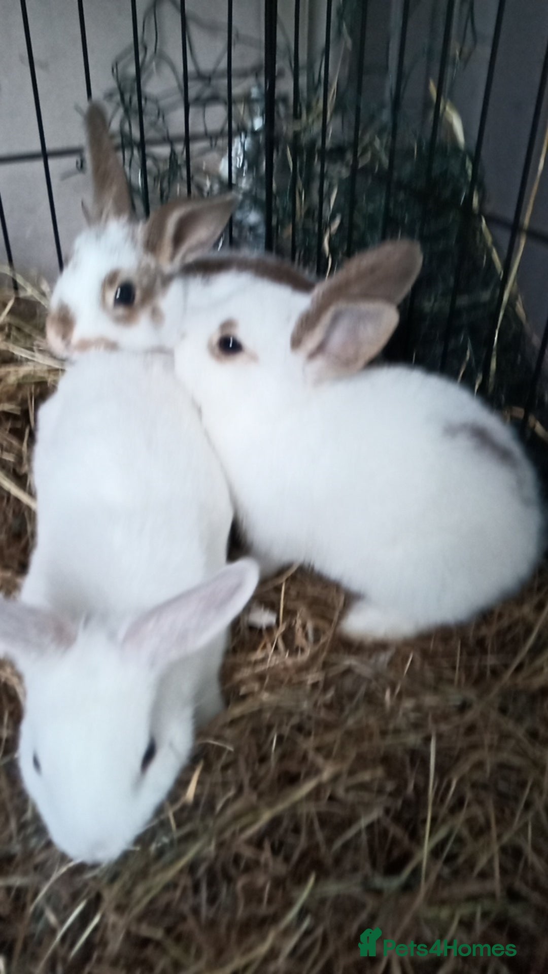 Mixed Breed rabbits for sale: Super friendly rabbits for sale. - Image 2