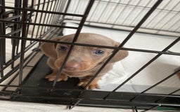 Dachshund dogs for sale: Beautiful mini dashound - Image 6
