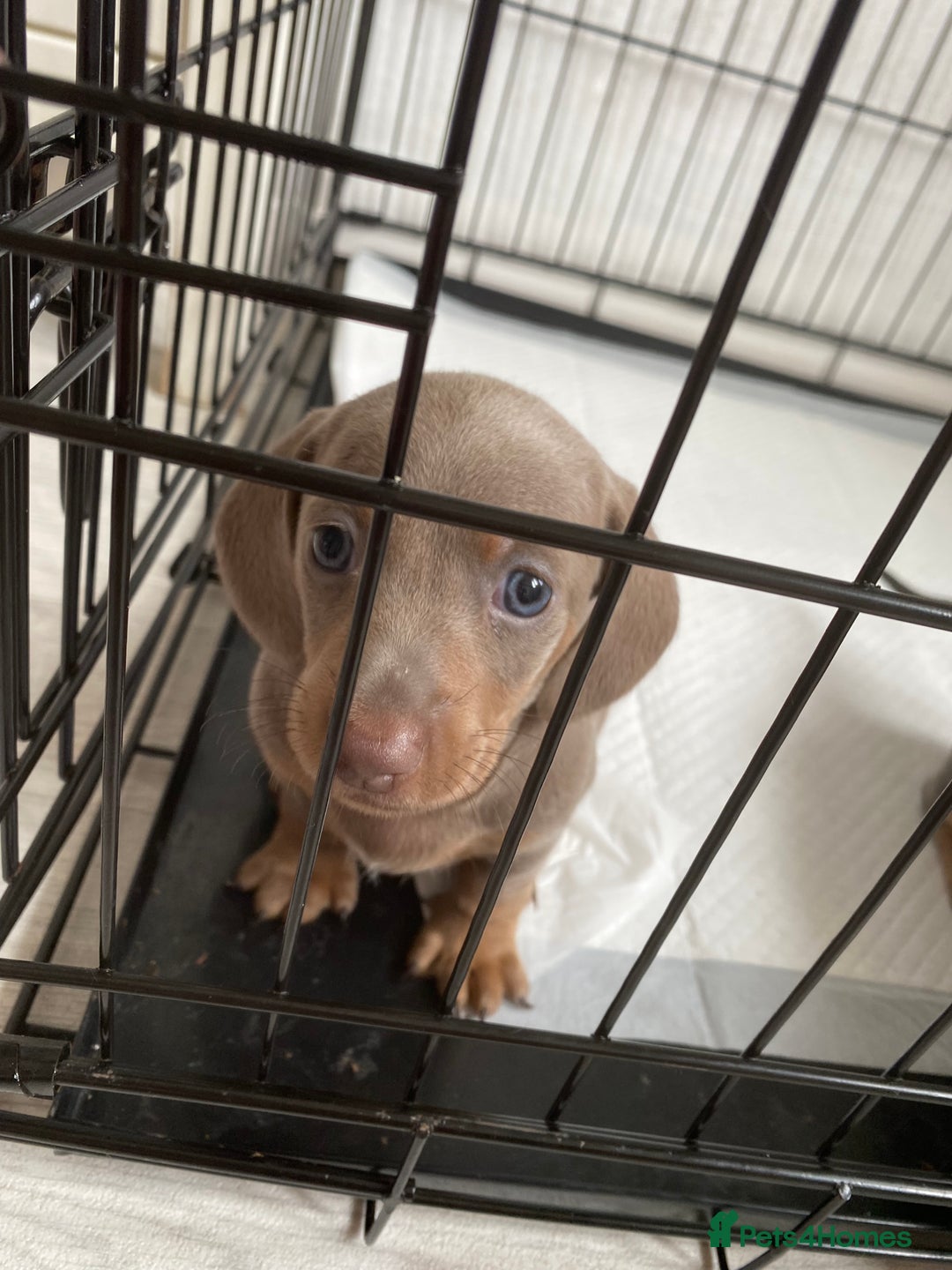 Dachshund dogs for sale: Beautiful mini dashound - Image 6