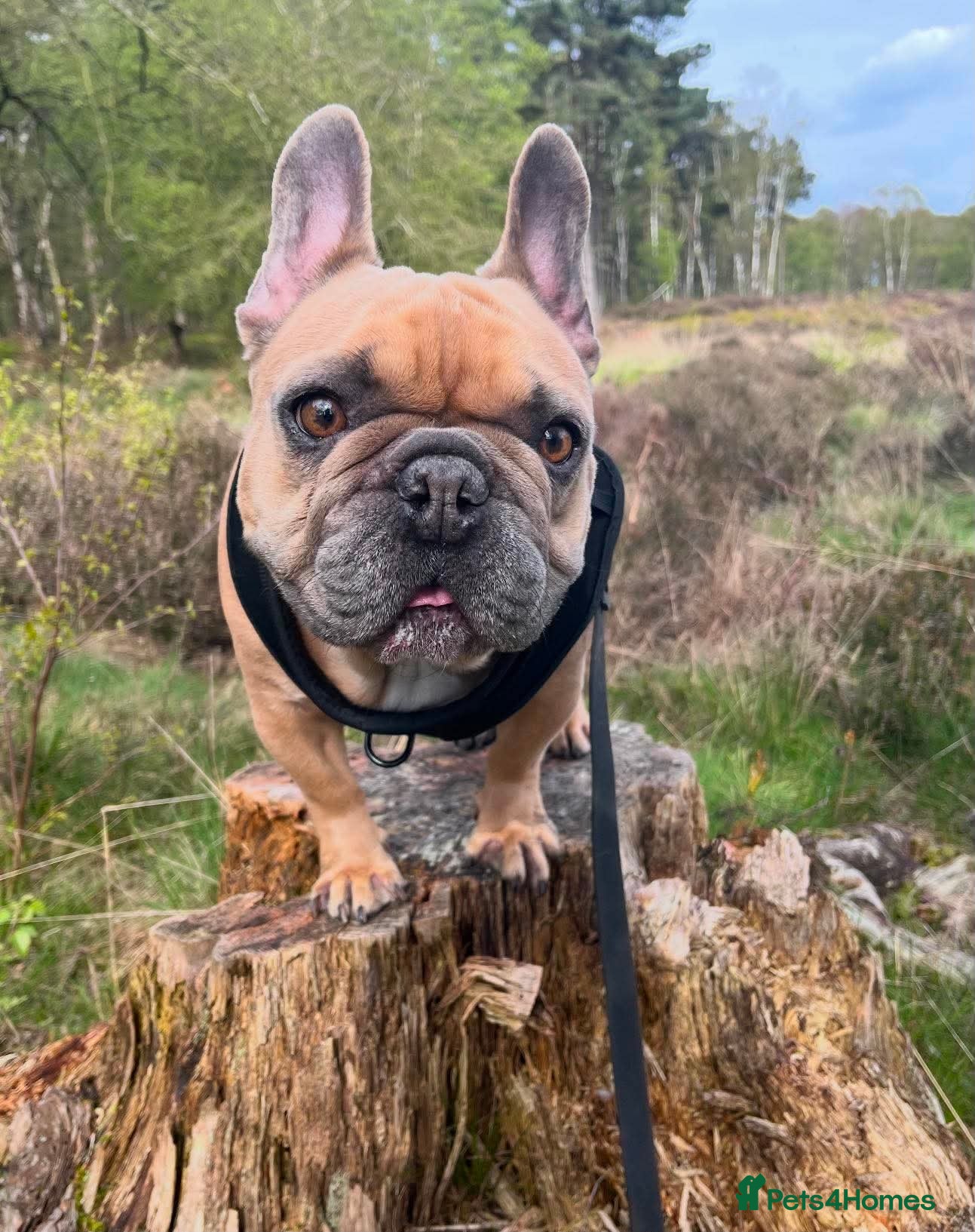 French Bulldog dogs 👑 ROCKY 👑 Tiny King Seeks Child-Free Kingdom - Advert 1
