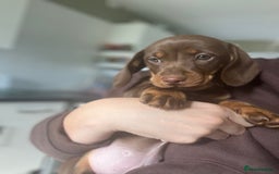 Miniature Dachshund dogs for sale: Miniature dachshunds in Evesham - Image 1
