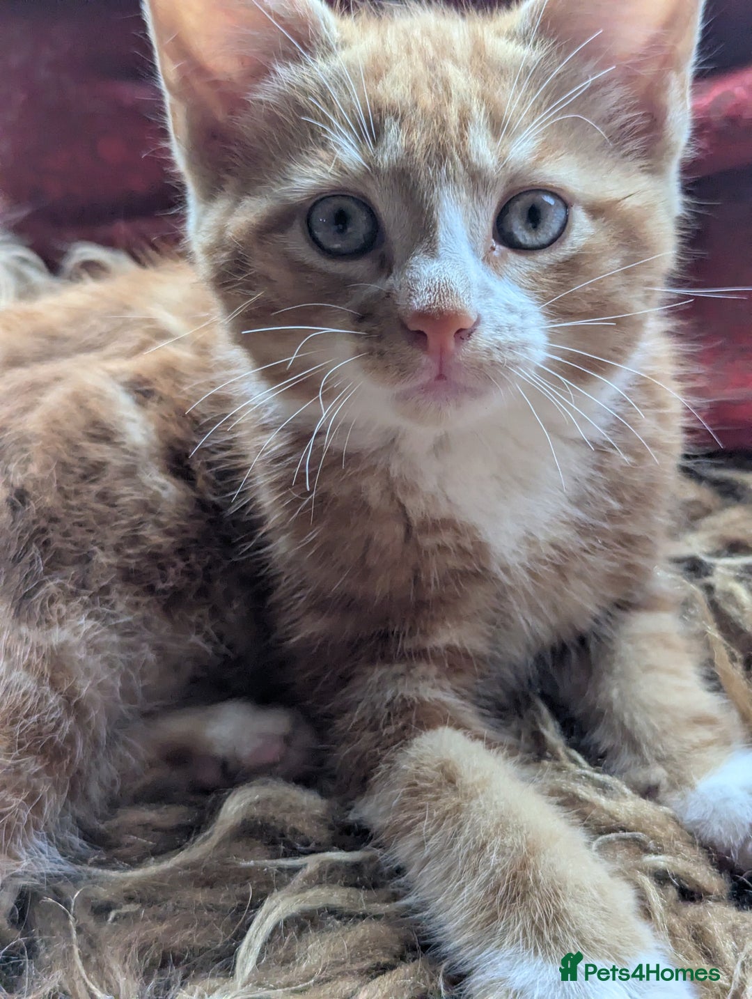 Mixed Breed cats for sale: Two beautiful ginger boys - Image 12