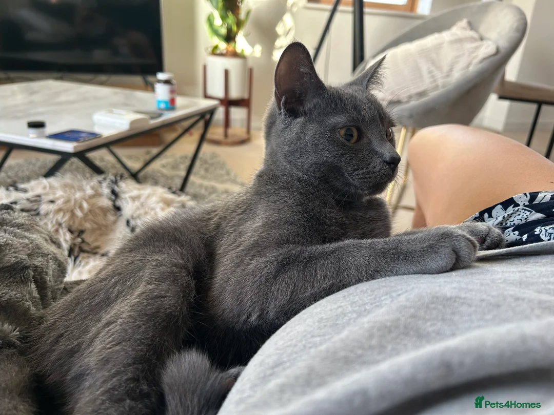 Russian Blue cats for sale: 5.5 months Russian blue  - Advert 2