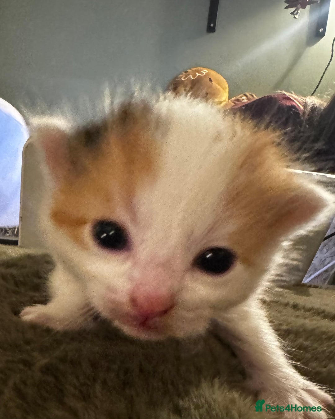 Mixed Breed cats for sale: 4 kittens - Advert 1