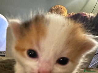 Mixed Breed cats 4 kittens - Advert 1