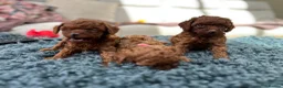 Toy Poodle dogs for sale: Adorable mini Asian poodle  - Advert 2