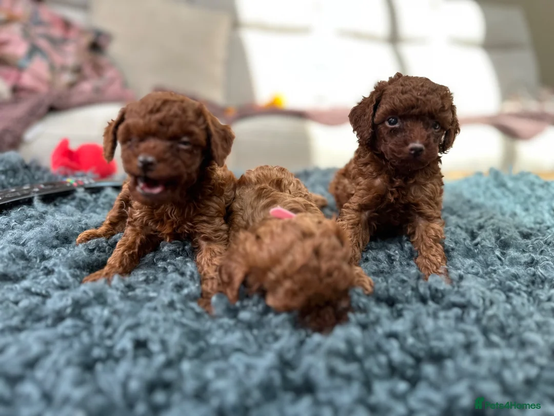 Toy Poodle dogs for sale: Adorable mini Asian poodle  - Advert 2