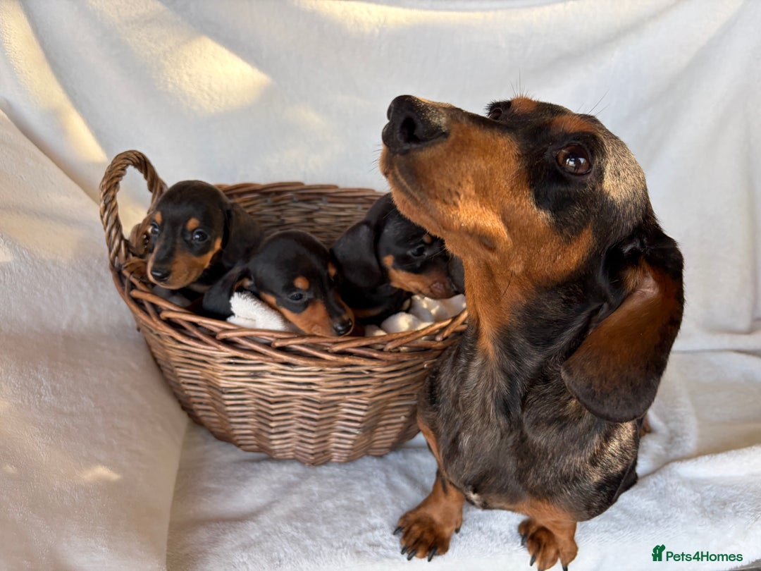 Miniature Dachshund dogs for sale: Miniature Dachshund Puppies - Image 12