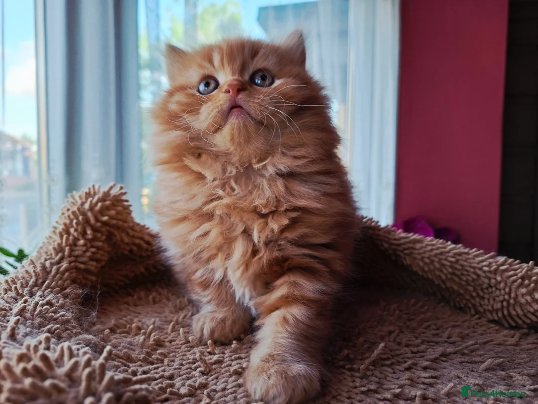 Scottish Fold cats for sale: Beautiful Scottish Straight Kittens for Sale - Advert 12