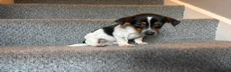 Jack Russell dogs for sale: Jack Russell puppies - Advert 29