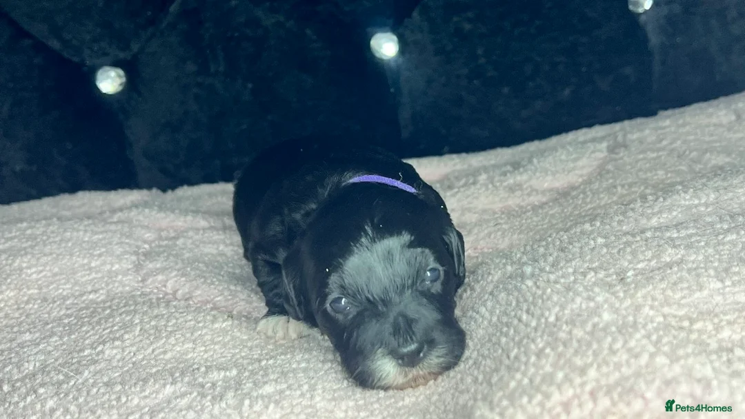 Jackapoo dogs for sale: 🏆🥇 Beautiful Jackapoo puppies 🥇🏆 in Pershore - Advert 2