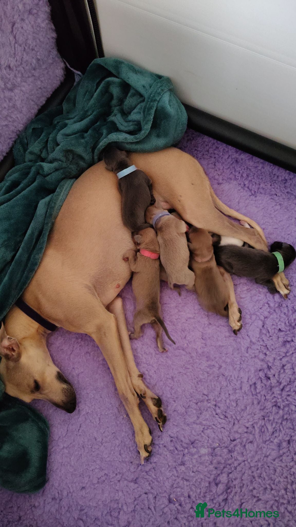 Italian Greyhound dogs 3/4 Italian Greyhound & 1/4 Whippet Puppies - Advert 2