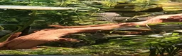 Gecko reptiles for sale: Breeding Pair Gold Dust Day Gecko - Advert 2