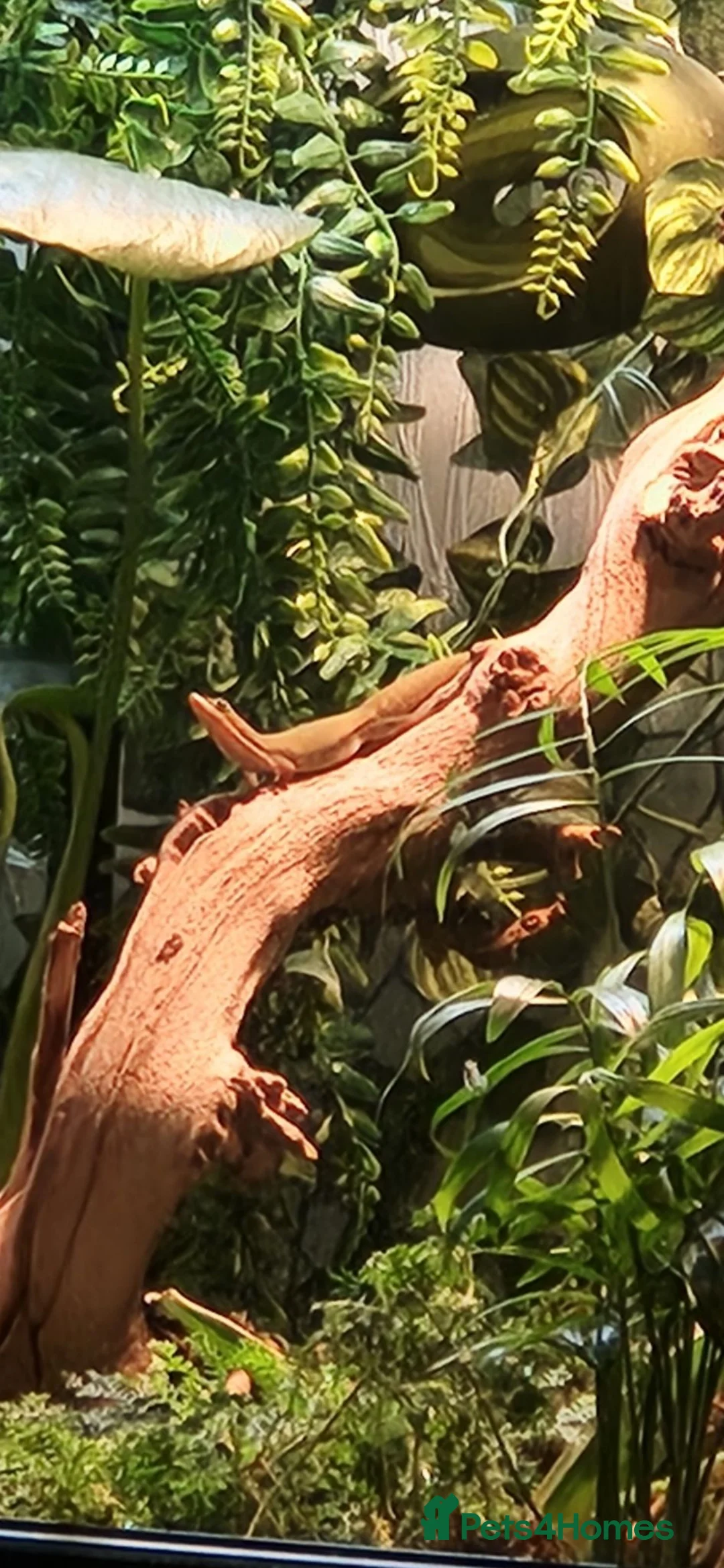Gecko reptiles for sale: Breeding Pair Gold Dust Day Gecko - Advert 2