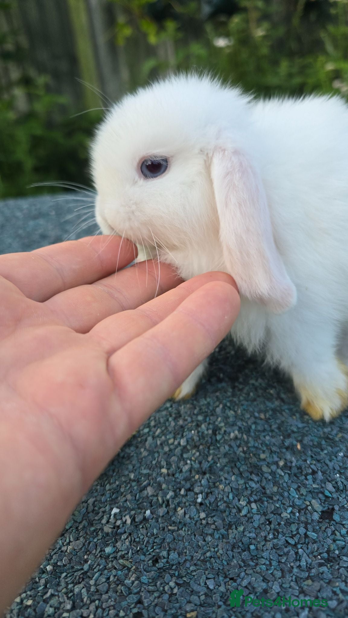 Mini Lop rabbits Cute and playful healthy bunnies  - Advert 1