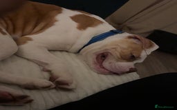 American Bulldog dogs for sale: Pick of litter male 🥰 in Ferryhill - Image 6