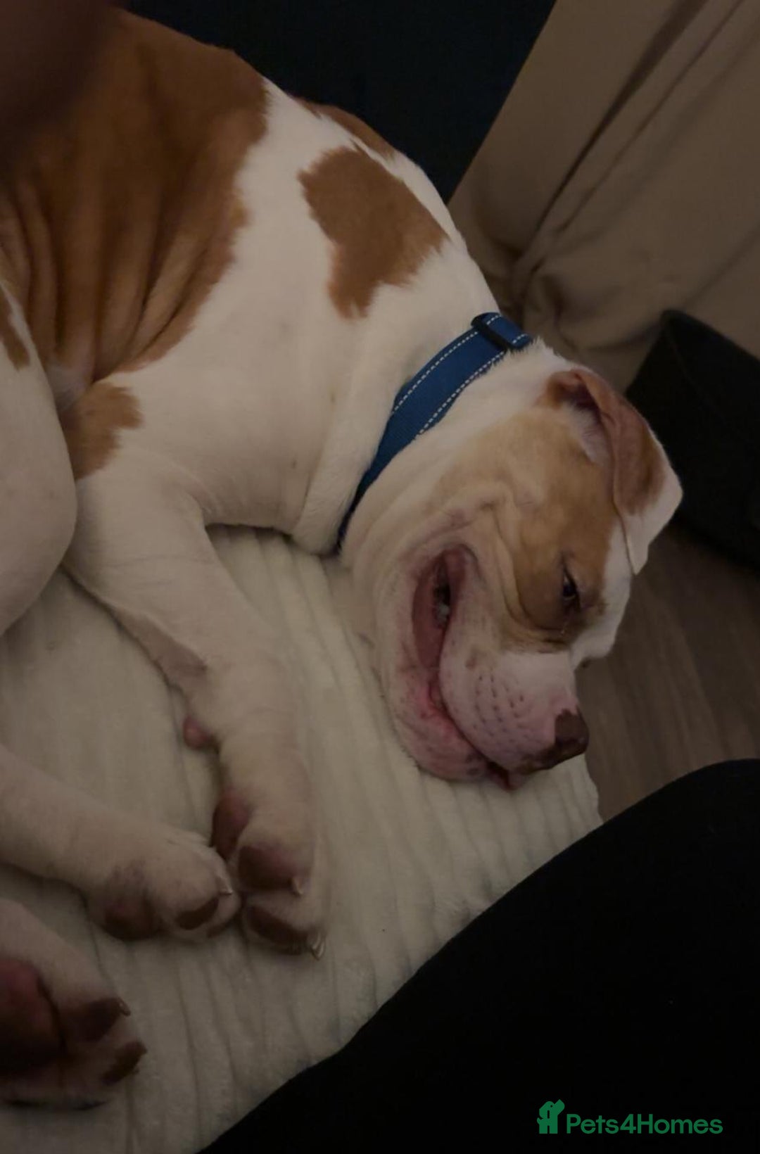 American Bulldog dogs for sale: Pick of litter male 🥰 in Ferryhill - Image 6