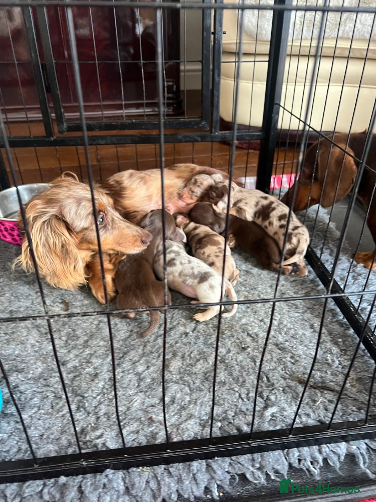 Miniature Dachshund dogs Miniature dachshund puppies  - Advert 1