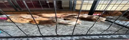 Miniature Dachshund dogs for sale: Miniature dachshund puppies  - Advert 2