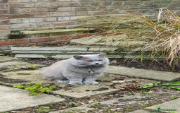 British Longhair cats for stud:  Exclusive British Blue Stud –  Friendly - Image 12