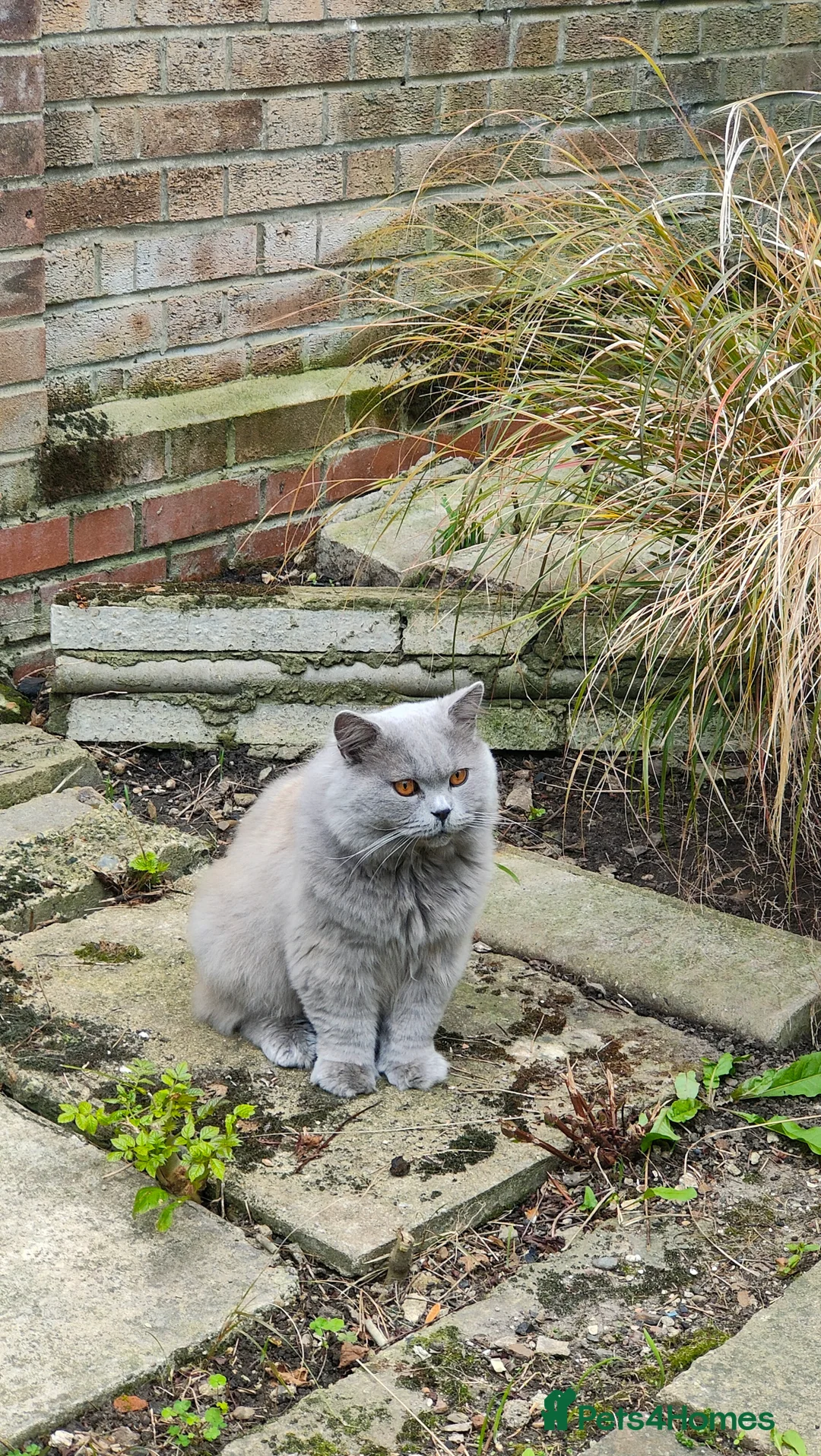 British Longhair cats for stud:  Exclusive British Blue Stud –  Friendly - Advert 3
