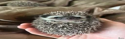 Pygmy Hedgehog rodents for sale: Two Gorgeous Hoglets for Loving Forever Homes - Advert 7