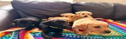 Labrador Retriever dogs for sale: Here come the boys! - Advert 20