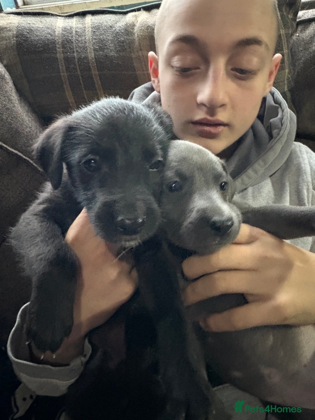 Mixed Breed dogs for sale: 6 whippet x lurcher - Advert 5