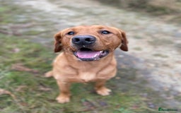 Labrador Retriever dogs for stud: Fox red Labrador stud  - Image 2