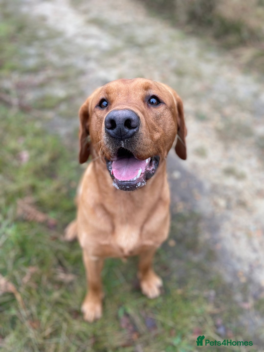 Labrador Retriever dogs for stud: Fox red Labrador stud  - Image 2
