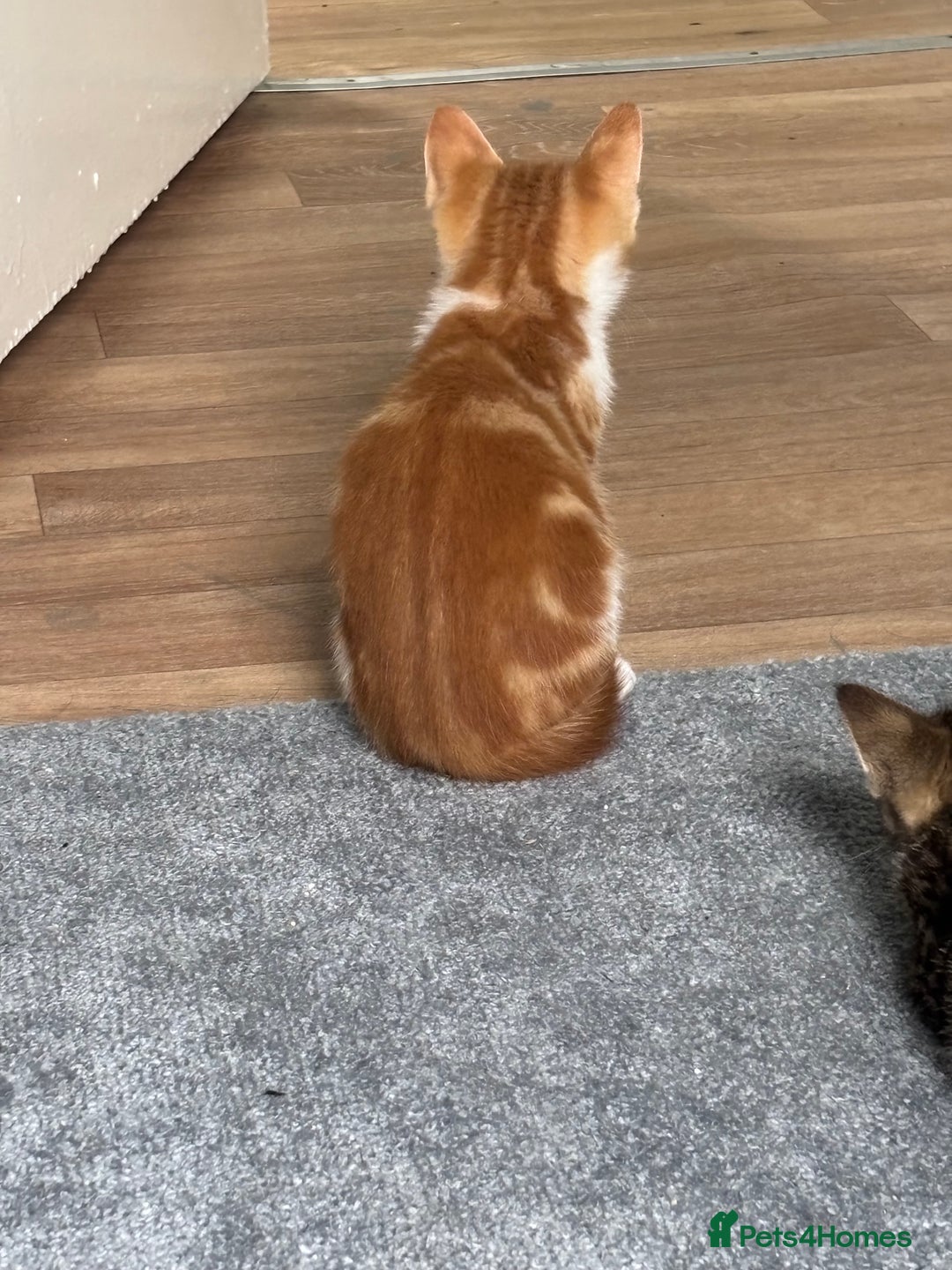 Mixed Breed cats for sale: 2 male cats  - Image 8